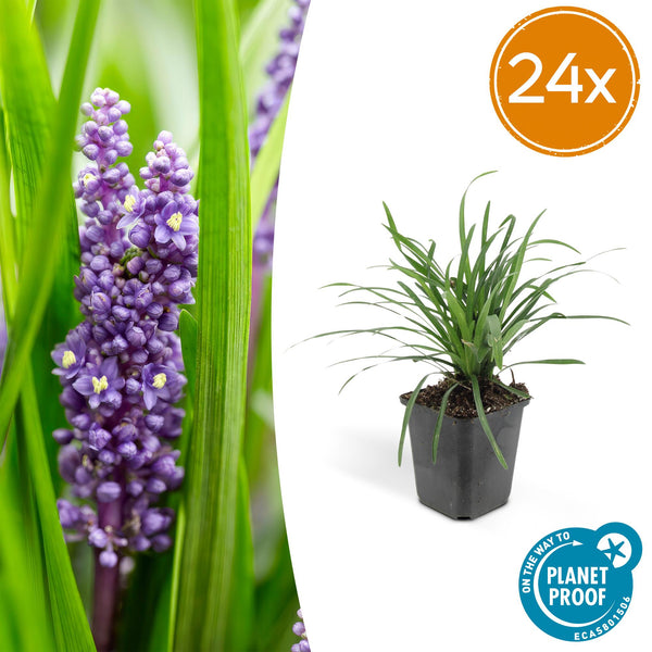 Liriope Big Blue en godet - Liriope muscari - H 10-25 cm, pot Ø9 cm