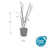 Herbe à sang du Japon Red Baron en godet - Imperata cylindrica - H 10-25 cm, pot Ø9 cm - photo 2