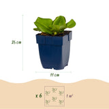 Bergénia - Bergenia cordifolia - H 15-25 cm, pot Ø11 cm - photo 3