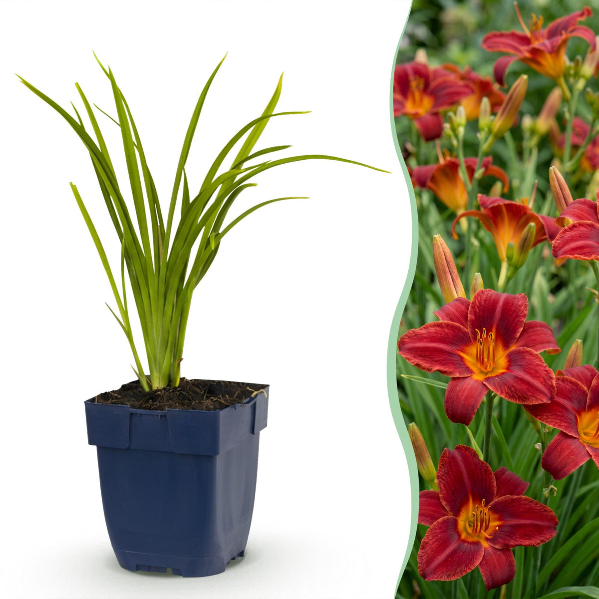 Hémérocalle Autumn Red - H 15-25 cm, pot Ø11 cm