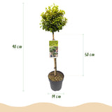 Fusain Emerald'n Gold sur tige - Euonymus fortunei - H 90 cm, pot Ø19 cm