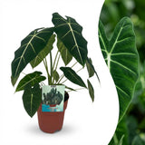 Alocasia Frydek – Oreille d'éléphant veloutée | Pot 19 cm