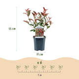 La Green Touch - Plantas de Sebes - Photinia fraseri Carre Rouge - verde vermelho - 6 plantas - 1 metro linear - perene - vaso 17cm altura 55cm