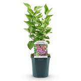 La Green Touch - Planta de Jardim - Syringa vulgaris Michel Buchner - Lilás Comum - Resistente ao Inverno - Rosa - 1 Planta - Vaso 17cm - Altura 45cm