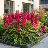 Astilbe Fanal - H 15-25 cm, pot Ø11 cm - photo 6