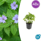 Géranium noueux en godet - Geranium nodosum - H 10-25 cm, pot Ø9 cm