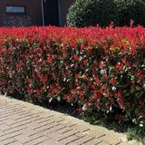 La Green Touch - Plantas de Sebes - Photinia fraseri Carre Rouge - verde vermelho - 6 plantas - 1 metro linear - perene - vaso 17cm altura 55cm