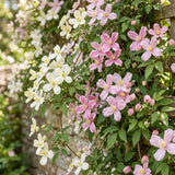 Clématites des montagnes en mélange - Clematis montana - H 35 cm, pot Ø9 cm - photo 5