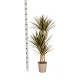Dracaena Marginata Magenta avec cache-pot