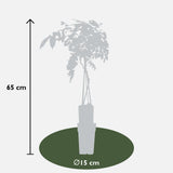 Glycine de Chine Prolific - Wisteria sinensis - H 65 cm, pot Ø15 cm