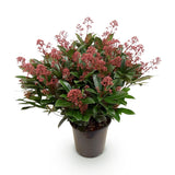 Skimmia Rubella - H 60 cm, pot Ø19 cm
