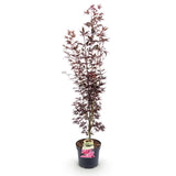 Érable du Japon Atropurpureum - H 90 cm, pot Ø26 cm