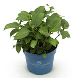 Green boutiQ - Planta de Jardim - Hortênsia Endless Summer Summer Love Red - Hortensia - Resistente ao Inverno - Vermelho - 1 Planta - Vaso 14cm - Altura 20-25cm