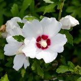 Green boutiQ - Planta de Jardim - Hibisco Sírio Red Heart - Hibisco de Jardim - Resistente ao Inverno - Branco - Vermelho - 3 Plantas - Vaso 17cm - Altura 45cm