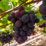 Vigne Vanessa raisin rouge sans pépins - Vitis vinifera - 2 plants - H 50 cm, pot Ø15 cm