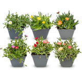 Delosperma en mélange - H 10-12 cm, pot Ø7 cm