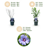 Green boutiQ - Planta de Jardim - Hibiscus syriacus Oiseau Blue - Hibiscus de Jardim - Resistente ao Inverno - Azul - 3 Plantas - Vaso 17cm - Altura 45cm