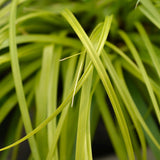 Carex Everillo - 2 plants - H 50 cm, pot Ø17 cm