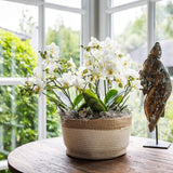 Orchidées Phalaenopsis blanches Blossom Lausanne en panier Cotton - bouquet de 3 - H 45 cm, pots Ø12 cm