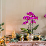 Orchidée Phalaenopsis blanche Mineral Amabilis et succulente - coffret Allure Shiny or - pot Ø9 cm