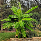 Bananier du Japon - Musa basjoo - H 90 cm, pot Ø21 cm