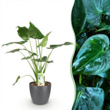 Alocasia Cucullata – Main de Bouddha | Pot 17 cm