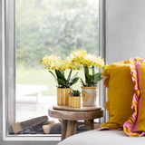 Orchidée Phalaenopsis jaune Blossom Albenga - H 35 cm, pot Ø9 cm