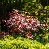 Érable du Japon Atropurpureum - H 90 cm, pot Ø26 cm