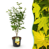 Érable du Japon Jordan - H 90 cm, pot Ø26 cm
