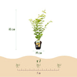 Érables du Japon Jordan - 2 plants - H 70 cm, pot Ø19 cm