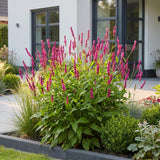 Persicaire amplexicaule rouge - H 15-25 cm, pot Ø11 cm - photo 6