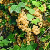 Groseillier blanc Witte Parel - Ribes rubrum - 2 plants - H 50 cm, pot Ø15 cm