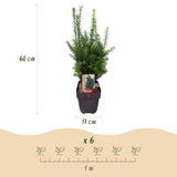 If Hillii pour haie - Taxus x media - 6 plants pour 1 m - H 60 cm, pot Ø17 cm