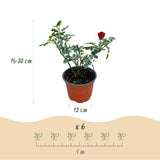 Green boutiQ - Rosa de Jardim - Rosa Rote The Fairy - Rosa - Resistente ao Inverno - Vermelho - 3 Plantas - Vaso 12cm - Altura 20-25cm