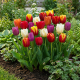 Tulipe triomphe en mélange