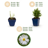 Aster nain blanc Schneekissen - H 15-25 cm, pot Ø11 cm