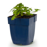 Géranium vivace Spessart - H 15-25 cm, pot Ø11 cm