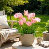 Tulipe double rose - calibre 11/12