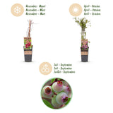 Myrtillier Pink Lemonade - Myrtille rose - H 50 cm, pot Ø15 cm