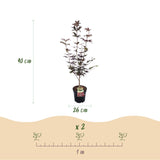 Érable du Japon Bloodgood - H 90 cm, pot Ø26 cm