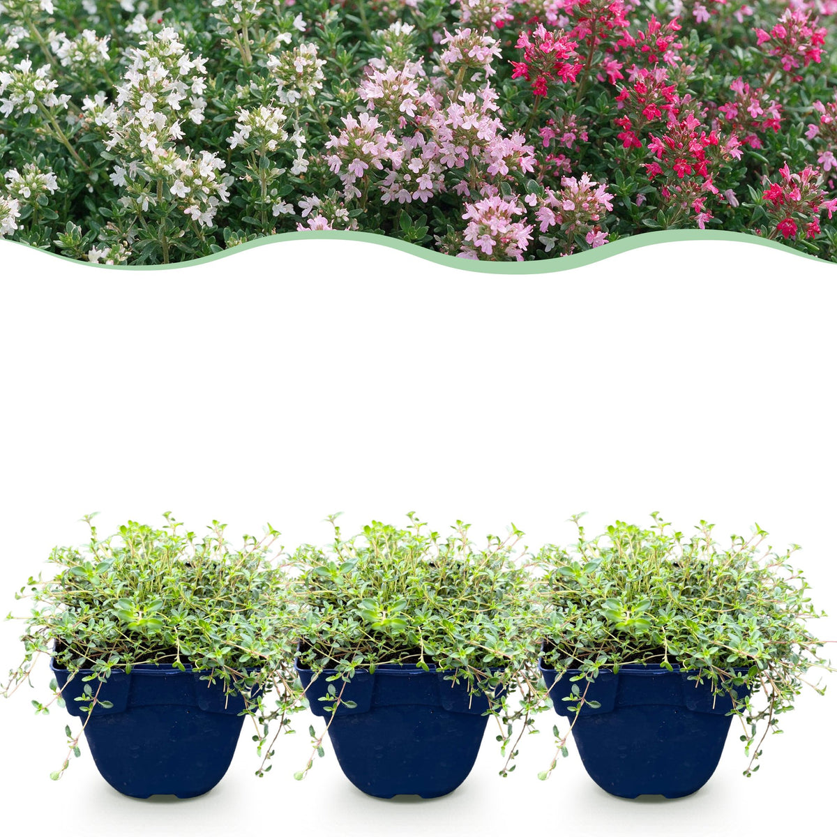 Thyms couvre-sol en mélange de coloris - Thymus praecox - H 15-25 cm, pot Ø11 cm