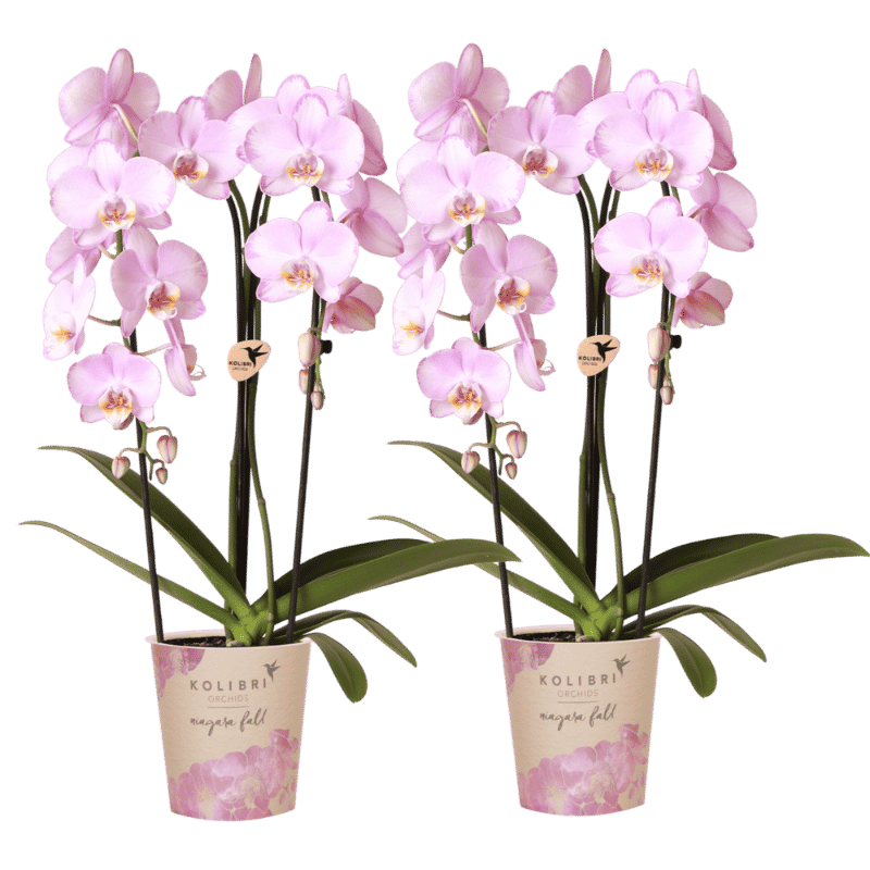 Orchidées Phalaenopsis roses Niagara Fall Xanion - lot de 2 ou 4 - pot Ø12 cm
