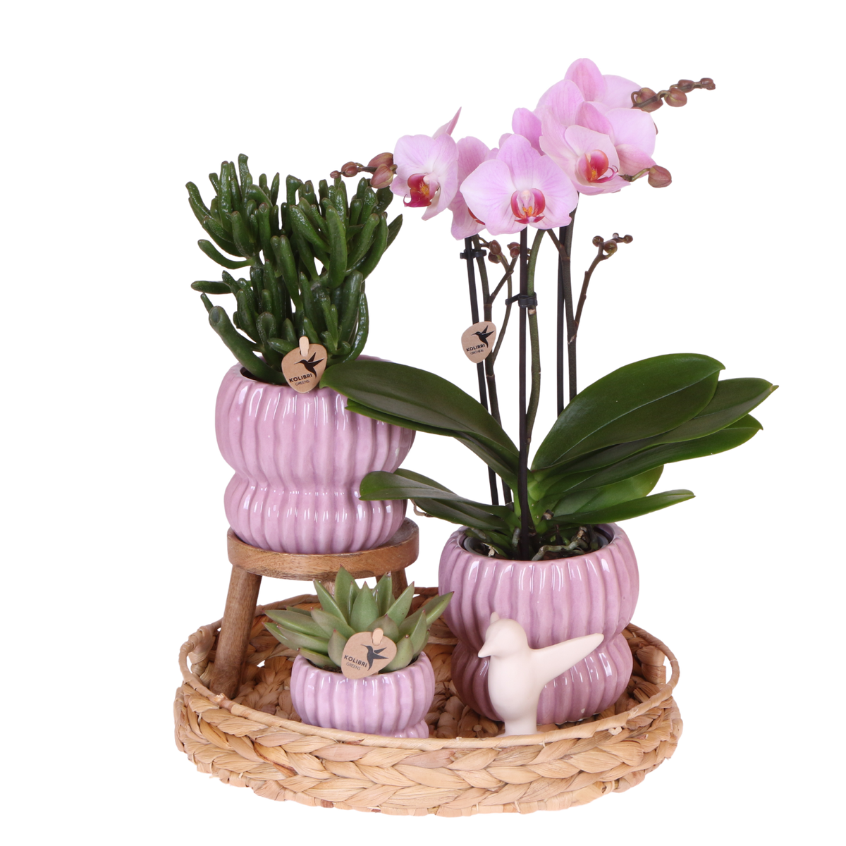 Orchidée Phalaenopsis rose Mineral Antwerpen et 2 succulentes - coffret Horizon rose - pot Ø9 cm