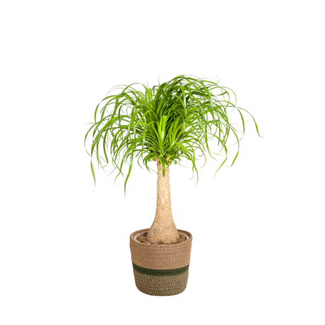 Beaucarnea Recurvata - Tronc avec cache-pot