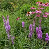 Kit de vivaces pour abeilles et papillons - 8 plants pour 1 m² - H 25 cm, pot Ø11 cm