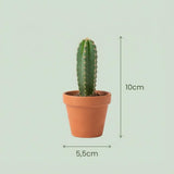 Mini cactus mix – Pots terracotta