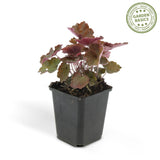 Heuchère Palace Purple en godet - Heuchera micrantha - H 10-25 cm, pot Ø9 cm - photo 4