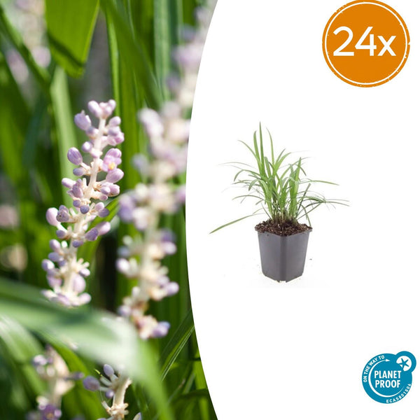 Liriope Monroe White en godet - Liriope muscari - H 10-25 cm, pot Ø9 cm