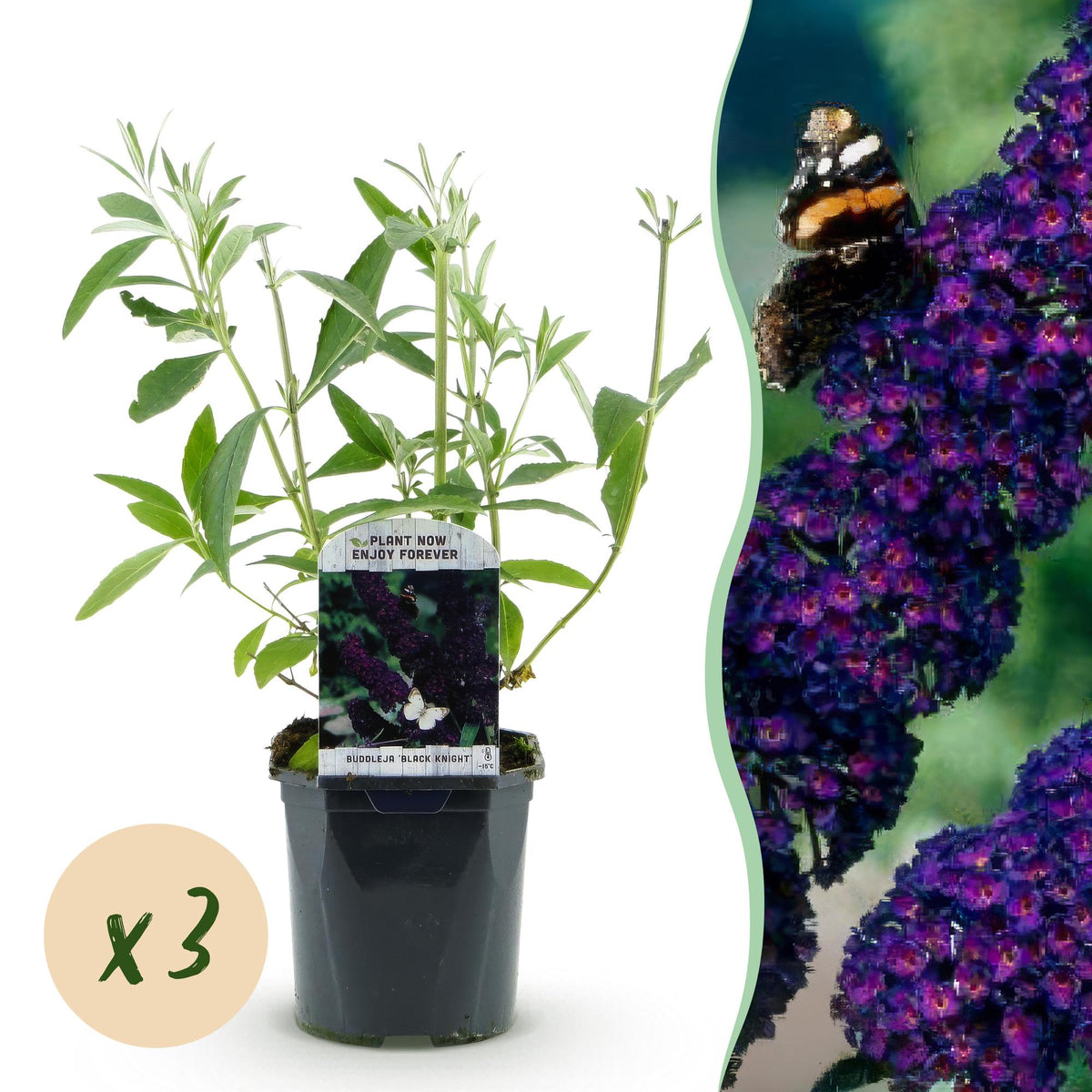 Green boutiQ - Planta de Jardim - Buddleja davidii Black Night - Arbusto das Borboletas - Resistente ao Inverno - Roxo - 3 Plantas - Vaso 17cm - Altura 45cm