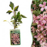 Clématite des montagnes Marjorie - Clematis montana - H 35 cm, pot Ø9 cm